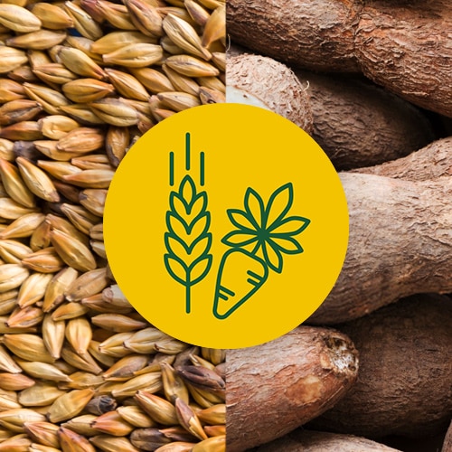 Un círculo color amarillo con una ilustración de cebada y raíz de yuca sobre una imagen de un montón de cebada y raíces de yuca.