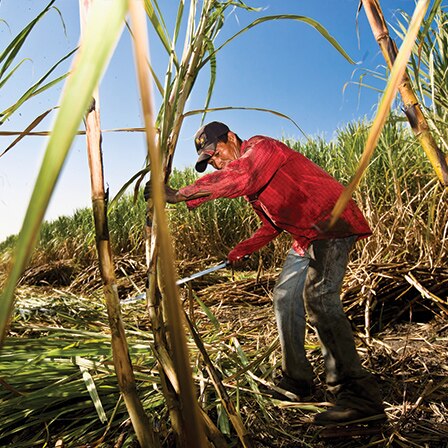 Un agricultor de caña de azúcar cortando una caña en un campo con un machete.