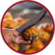 Una imagen con contorno color rojo de una mano usando un machete para abrir una vaina de cacao.